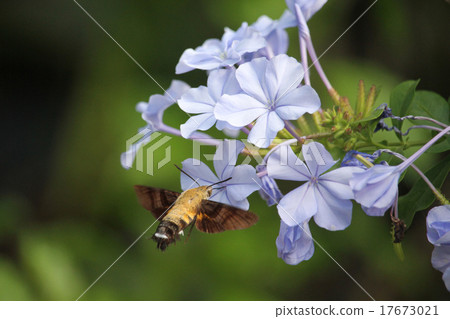 Flying mosquito nestling with honeydew honey 17673021