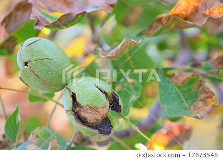 ripe walnut on a tree 17673548