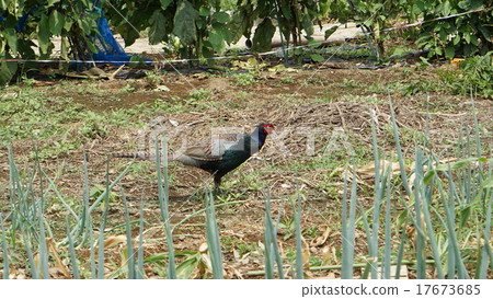 走在領域的野雞 17673685