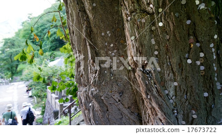 Ginkgo biloba with sairee embedded and entrance to the mountain temple 17673722