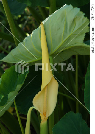 Flowers of taro Flowers of taro 17673726