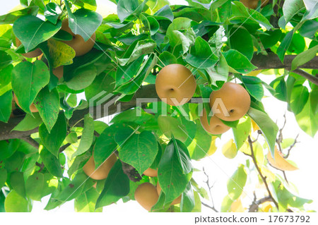 Pear tree 17673792