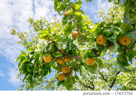 Pear tree 17673793