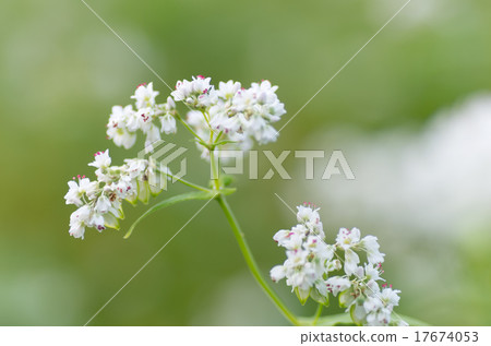 Soba flower Soba flower 17674053