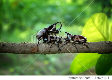 stock photo: rhinoceros beetle