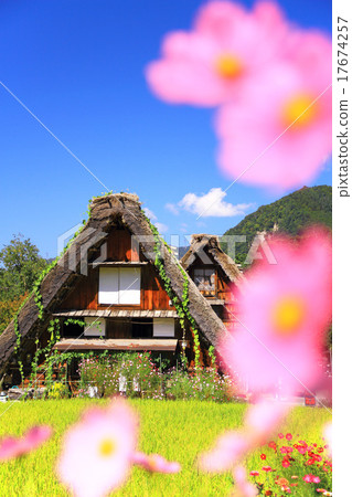 September Gifu Shirakawago Ogi-machi Gakka-joined Settlement and Cosmos 17674257