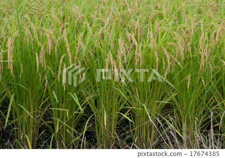 Uonuma Koshihikari在收穫前立刻 17674385