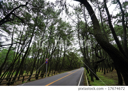 彩虹松原 17674672