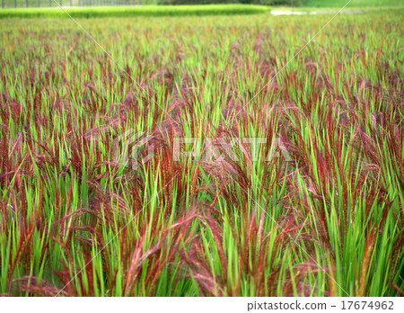 Rice ear of red rice Rice ear of red rice 17674962