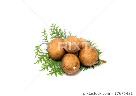 Brown mushroom 17675481