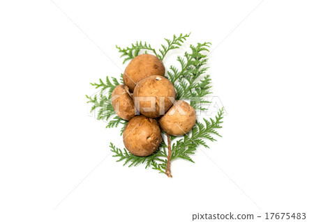 棕色蘑菇 17675483