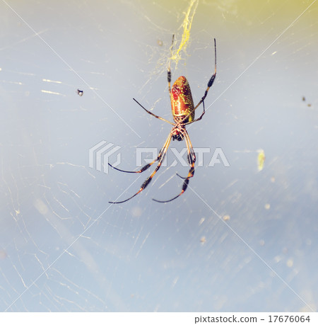 Banana Spider on Its Web 17676064