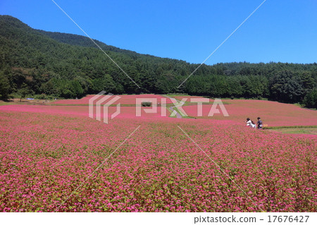 紅蕎麥麵沒有佐藤 17676427