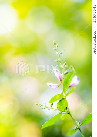 Mukojima Hyakuen的H Mukojima Hyakuen的H 17676545