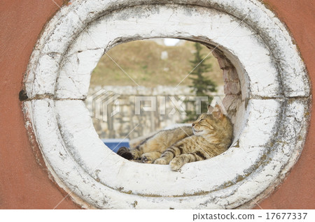 Cat sleeping in rounded window opening of red wall 17677337