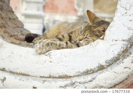 Cat sleeping in a rounded window opening 17677338