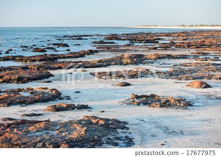 Stromatolites black rocks beach in Shark Bay 17677975