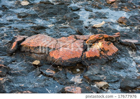 Stromatolites black rocks beach in Shark Bay Stromatolites black rocks beach in Shark Bay 17677976