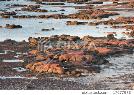 Stromatolites black rocks beach in Shark Bay 17677978