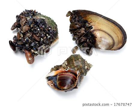 Veined rapa whelk and river mussels (anodonta) Veined rapa whelk and river mussels (anodonta) 17678747