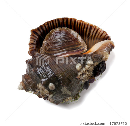 Veined rapa whelk 17678750