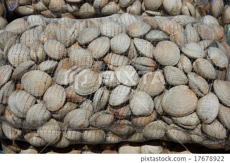 Littleneck Clams (Ameghinomya antiqua) 17678922