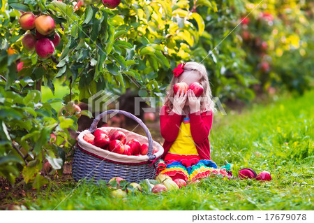 Little girl picking apples from tree in a fruit orchard Little girl picking apples from tree in a fruit orchard 17679078