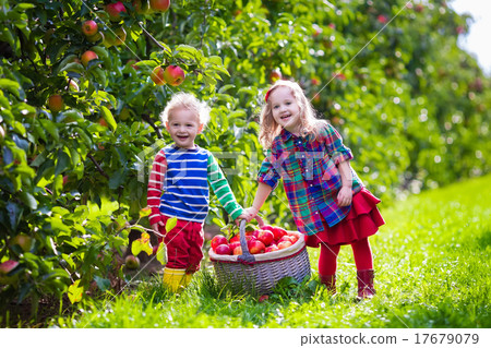 Kids picking fresh apples from tree in a fruit orchard 17679079