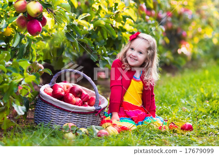 Little girl picking apples from tree in a fruit orchard Little girl picking apples from tree in a fruit orchard 17679099