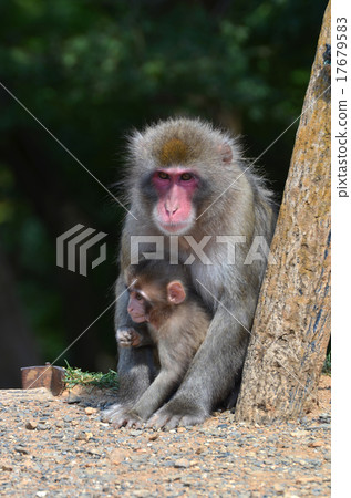 Parent-child monkey Parent-child monkey 17679583