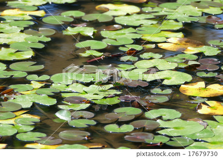 Dragonfly Ginyama Dragonfly Ginyama 17679730