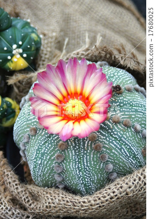 Cactus Cactus 17680025