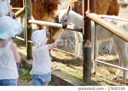 Two little sisters feeding a baby llama 17680189