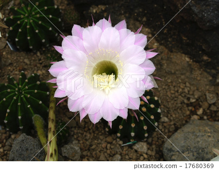 Cactus (short circle) 17680369