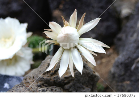 仙人掌（短圈） 17680372