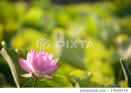 蓮花(晴天) 蓮花(晴天) 17680516