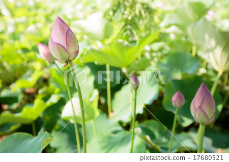 Lotus bud (sunny) 17680521