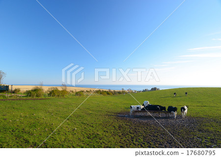 Cows are on the meadow Cows are on the meadow 17680795