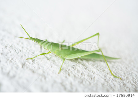 Shorurigata Shorurigata 17680914