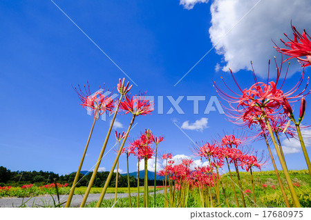 A cluster amaryllis, clouds and autumn sky 17680975