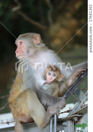 monkey in Kam Shan Country Park, Kowloon, monkey in Kam Shan Country Park, Kowloon, 17681362