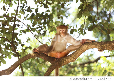 monkey in Kam Shan Country Park, Kowloon 17681388