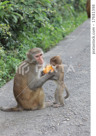 monkey in Kam Shan Country Park, Kowloon, monkey in Kam Shan Country Park, Kowloon, 17681398