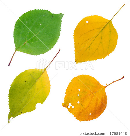 Isolated autumn leaves set 17681448