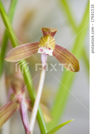 順坎蘭花花 17681516