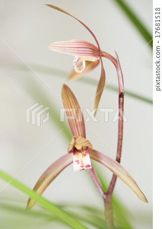 順坎蘭花花 17681518