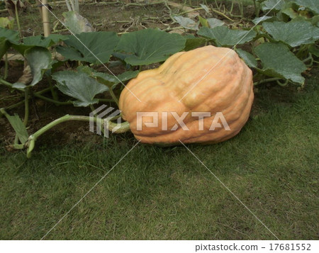 Jumbo pumpkin of Sanjin Medea Flower Museum adapted to Haloin 17681552