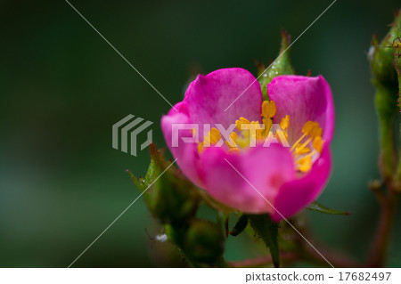 Pink cute roses 17682497