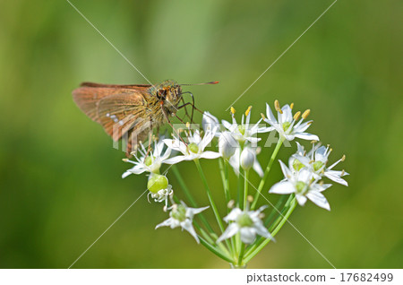 Nira flowers and Ichimon dyseri Nira flowers and Ichimon dyseri 17682499