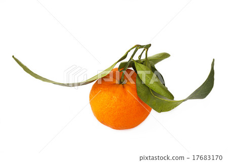 Tangerine fruit Tangerine fruit 17683170
